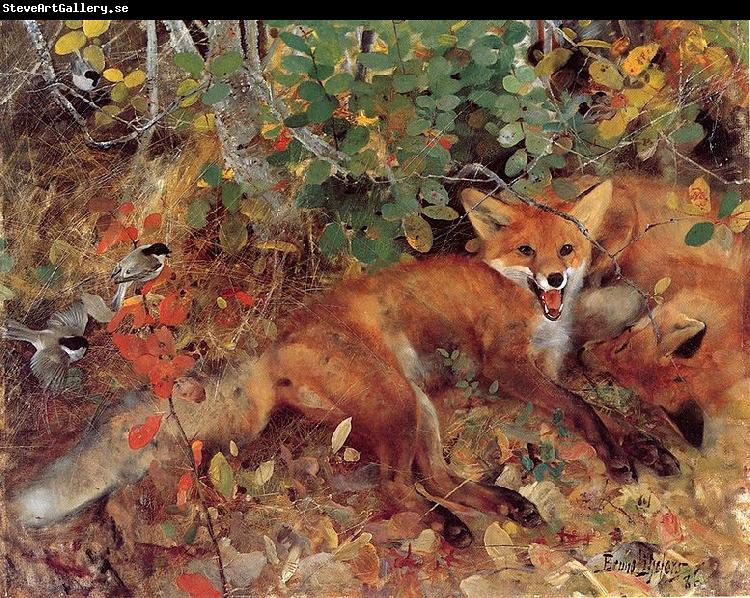 bruno liljefors Foxes